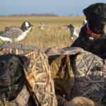 Hunting dogs. Photo Source: m01229 (CC BY 2.0)