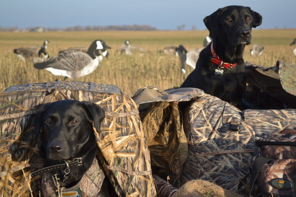 Hunting dogs. Photo Source: m01229 (CC BY 2.0)