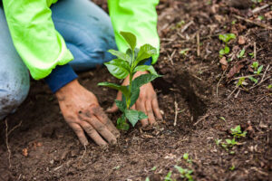 Representative Image: Farmer planting a coffee plant. Photo Source: Nestlé (CC BY-NC-ND 2.0)