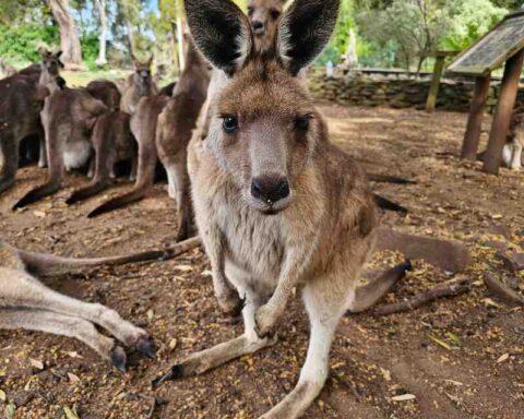 A curious kangaroo in the foreground, looking directly at the camera, giving a sense of interaction or curiosity. Photo Source: Auckland Zoo (Facebook)