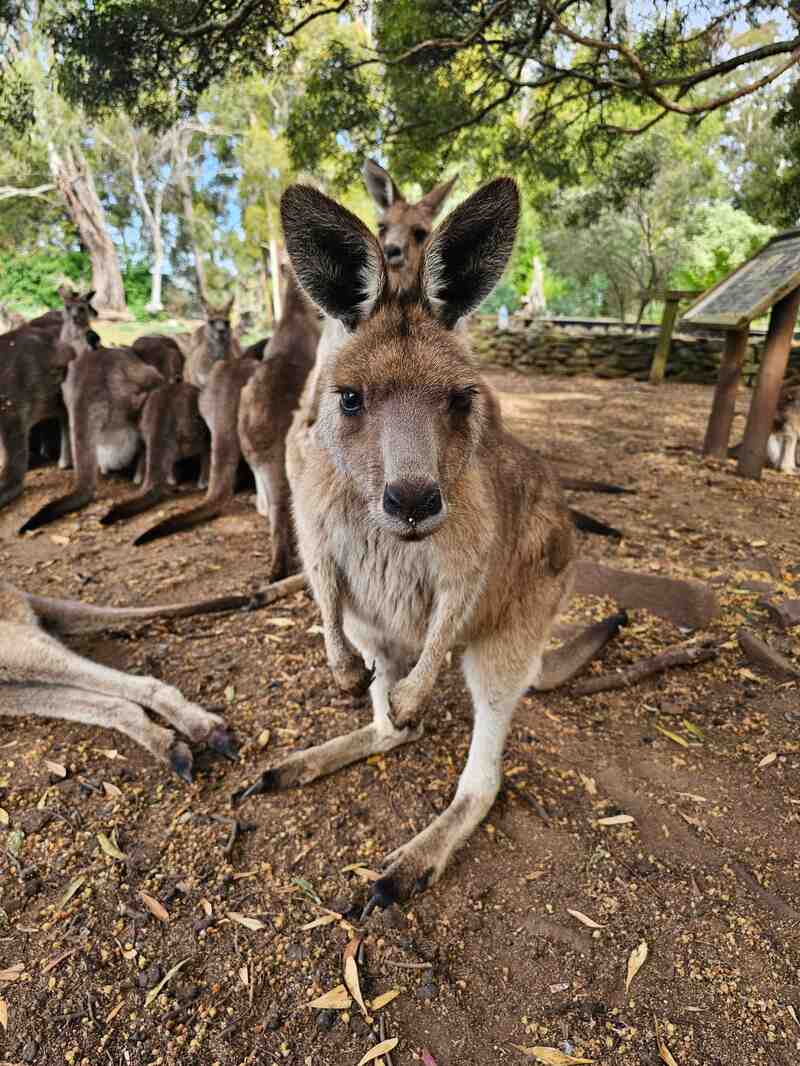 A curious kangaroo in the foreground, looking directly at the camera, giving a sense of interaction or curiosity. Photo Source: Auckland Zoo (Facebook)