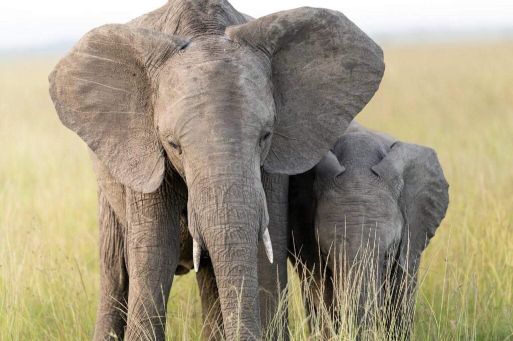 Representative Image. An elephant roaming around the grassy field. Photo Source - Hugo Sykes (Pexels)