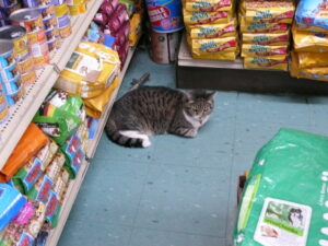 Representative Image. Bodega cat lounging in the middle of a pet store. Photo Source - laughingmonk (CC BY-NC 2.0)