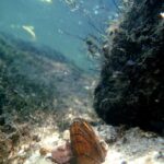 Brook floater: Photo Source: (Michael Perkins / North Carolina Wildlife Resources Commission)