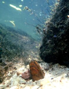 Brook floater: Photo Source: (Michael Perkins / North Carolina Wildlife Resources Commission)