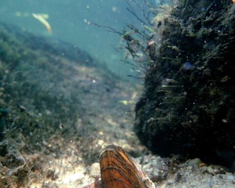 Brook floater: Photo Source: (Michael Perkins / North Carolina Wildlife Resources Commission)