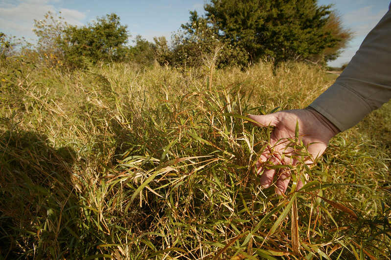 Representative Image: Buffle Grass, an invasive species. Photo Source: U.S. Fish and Wildlife Service Headquarters (CC BY 2.0)