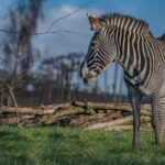 A zebra standing on a grassy field. Photo Source - Chester Zoo