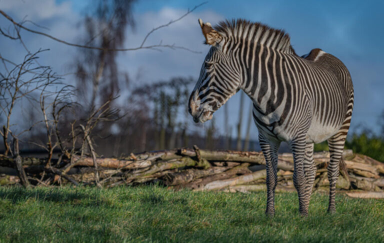A zebra standing on a grassy field. Photo Source - Chester Zoo