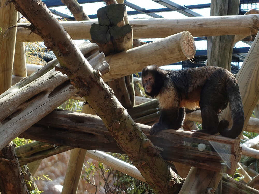 A capuchin monkey inside an enclosure made of natural wooden climbing structures. Photo Source: Colchester Zoological Society.