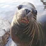 Sea Lion Atlanta. Photo Source: Colchester Zoological Society