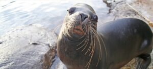 Sea Lion Atlanta. Photo Source: Colchester Zoological Society