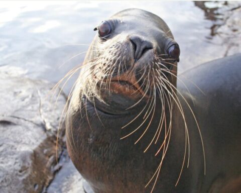 Sea Lion Atlanta. Photo Source: Colchester Zoological Society