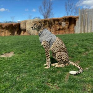 A cheetah wearing what appears to be a protective or medical vest, sitting on grass in a controlled environment of wildlife sanctuary. Photo Source: Columbus Zoo and Aquarium (Facebook)