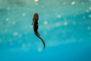 Crater Lake newt. Photo Source: Center for Biological DiversityDigital Assets Database (National Park Service)