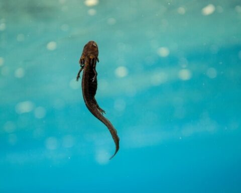 Crater Lake newt. Photo Source: Center for Biological DiversityDigital Assets Database (National Park Service)