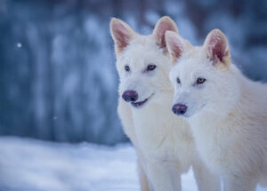 Colossal’s Dire Wolves. Photo Source - Business Wire