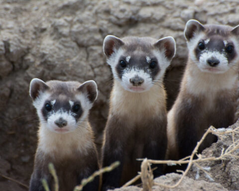 Endangered Black-Footed Ferrets.Photo Source: USFWS Mountain-Prairie (CC BY 2.0)
