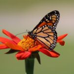 Monarch butterfly on Tithonia by Tierra Curry, Photo Source: Center for Biological Diversity