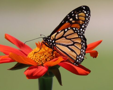 Monarch butterfly on Tithonia by Tierra Curry, Photo Source: Center for Biological Diversity