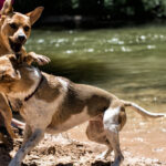Fatal Dog Attack Kills Washington Park Resident, Prompts Animal Control Investigation