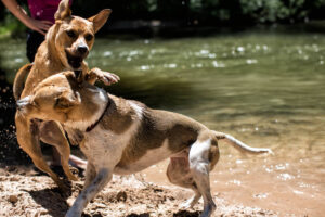 Representative Image. Dogs fighting with each other. Photo Source - Brian Wolfe (CC BY-NC 2.0)