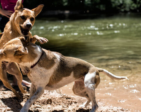 Representative image of dogs involved in a community safety incident