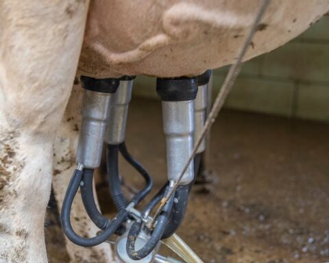 Cow Milk Testing