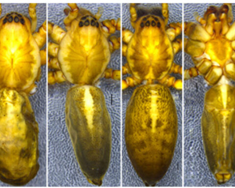 Four different views of spiders, all displayed from a top perspective. Photo Source: Zootaxa