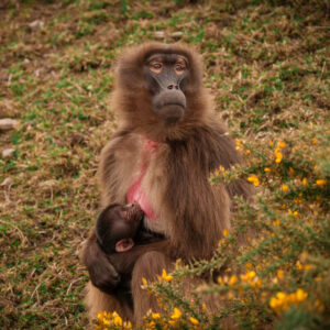 A baby gelada monkey.Photo Source: Yorkshire Wildlife Park