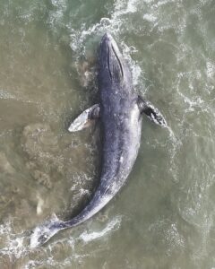 Pacific Marine Mammal Center (Facebook)