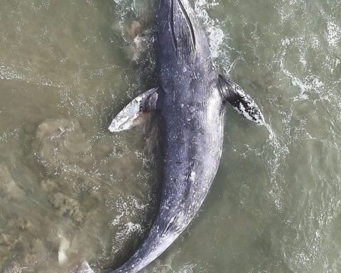 Pacific Marine Mammal Center (Facebook)