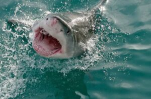 Representative Image: A great white shark, emerging aggressively from the water with its mouth wide open, showing its sharp teeth. Photo Source: Bernard DUPONT (CC BY-SA 2.0)