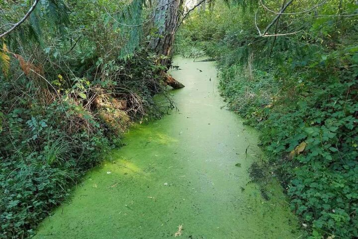 Representative Image. Harmful Algal Blooms. Photo Source: ECTran71 (CC-BY-SA-4.0)