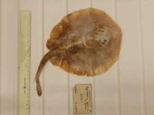 Representative Image. Java Stingaree Extinction. Photo Source: Charles Darwin University (X)