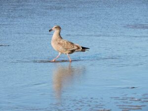 Representative Image. Seabird.