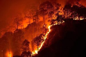 Representative Image. (Bandipur National Park wildfire. Photo Source- Naveen N Kadalaveni (CC BY-SA 4.0)