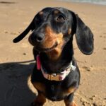 Representative Image: A Miniature Dachshund on a sandy beach. Photo Source: Grouse Beater (X.com)