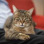 Representative Image. A tabby cat lying on a person's lap. Photo Source - Rainer Stropek (CC BY 2.0)