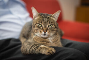 Representative Image. A tabby cat lying on a person's lap. Photo Source - Rainer Stropek (CC BY 2.0)