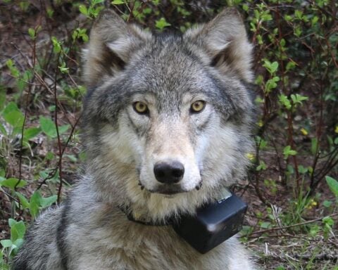 Female Wolf, Photo Source: Oregon Department of Fish and Wildlife.