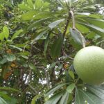 Representative Image Poisonous Pong Pong fruit, Photo Source: Mokkie (CC BY-SA 3.0)