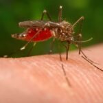 Representative Image: A close-up of a mosquito feeding on human skin. Photo Source (Picryl)