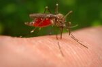 Representative Image: A close-up of a mosquito feeding on human skin. Photo Source (Picryl)