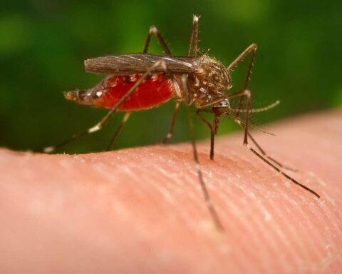 Representative Image: A close-up of a mosquito feeding on human skin. Photo Source (Picryl)