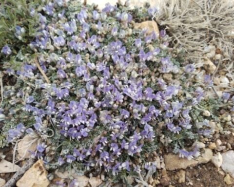 Sentry milk-vetch.Photo Source: U.S Fish and wild life service
