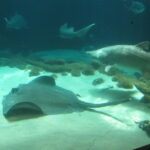 Representative Image Shark Tank, Photo Source: Eden (CC BY 2.0)