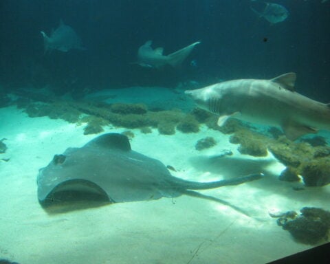 Representative Image Shark Tank, Photo Source: Eden (CC BY 2.0)