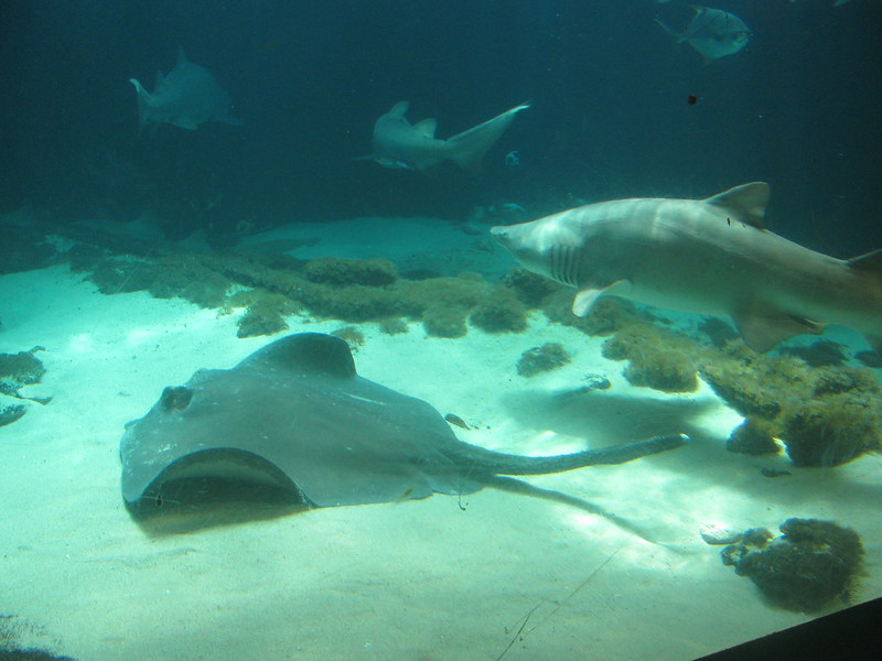 Representative Image Shark Tank, Photo Source: Eden (CC BY 2.0)