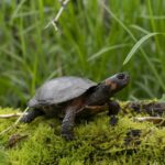 Bog Turtle In Its Sphagnum Moss Wetlands Habitat. Photo Credits: Turtle Conservancy (Center for Biological Diversity)